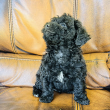 Load image into Gallery viewer, Charlie  found a home with Brittany - Mini Aussiedoodle
