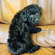 Load image into Gallery viewer, Charlie  found a home with Brittany - Mini Aussiedoodle
