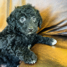 Load image into Gallery viewer, Debbie  found a hime with Chetna - Mini Aussiedoodle
