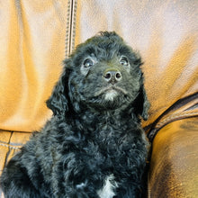 Load image into Gallery viewer, Debbie  found a hime with Chetna - Mini Aussiedoodle
