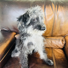 Load image into Gallery viewer, Happy - Mini  Aussiedoodle
