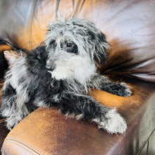 Load image into Gallery viewer, Happy - Mini  Aussiedoodle
