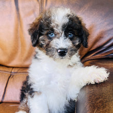 Load image into Gallery viewer, Harry found a home with Kristie- Mini Aussiedoodle
