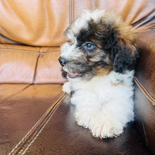 Load image into Gallery viewer, Harry found a home with Kristie- Mini Aussiedoodle
