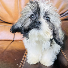 Load image into Gallery viewer, Luke found a home with  - Shih Tzu
