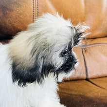 Load image into Gallery viewer, Luke found a home with  - Shih Tzu

