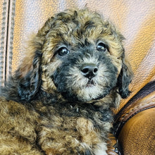 Load image into Gallery viewer, Peanut  - Mini Aussiedoodle
