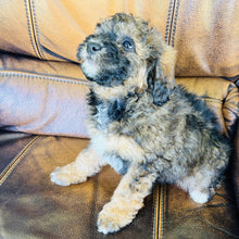 Load image into Gallery viewer, Peanut  - Mini Aussiedoodle
