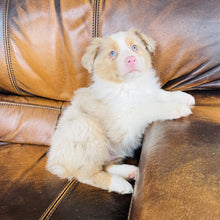 Load image into Gallery viewer, Reese found a home with Stefanie - Mini Australian Shepherd
