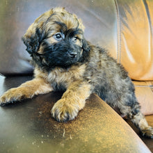 Load image into Gallery viewer, Reese  - Mini Aussiedoodle
