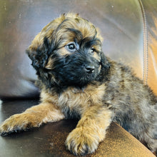Load image into Gallery viewer, Reese  - Mini Aussiedoodle

