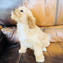 Load image into Gallery viewer, Rodney - Cavapoo
