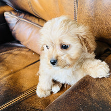 Load image into Gallery viewer, Rodney - Cavapoo
