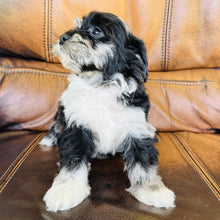 Load image into Gallery viewer, Sweety  - Mini Aussiedoodle
