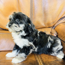 Load image into Gallery viewer, Sweety  - Mini Aussiedoodle
