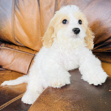 Load image into Gallery viewer, Carter  Reserved for Robert Wood - Cavachon
