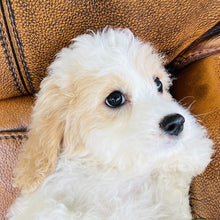 Load image into Gallery viewer, Carter  Reserved for Robert Wood - Cavachon
